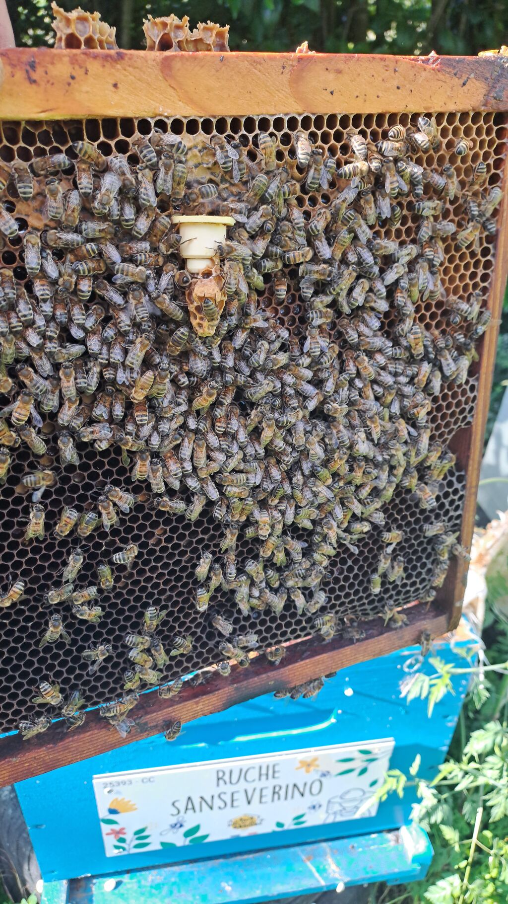 La ruche Sanseverino