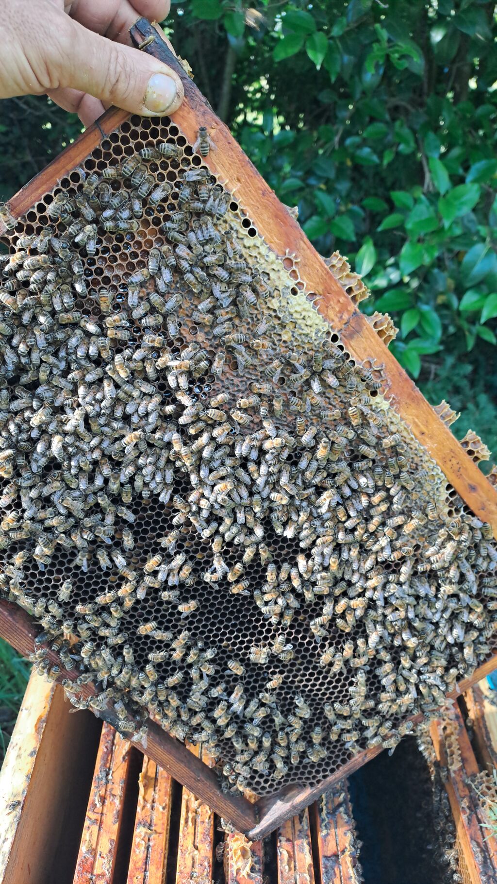 La ruche Sanseverino