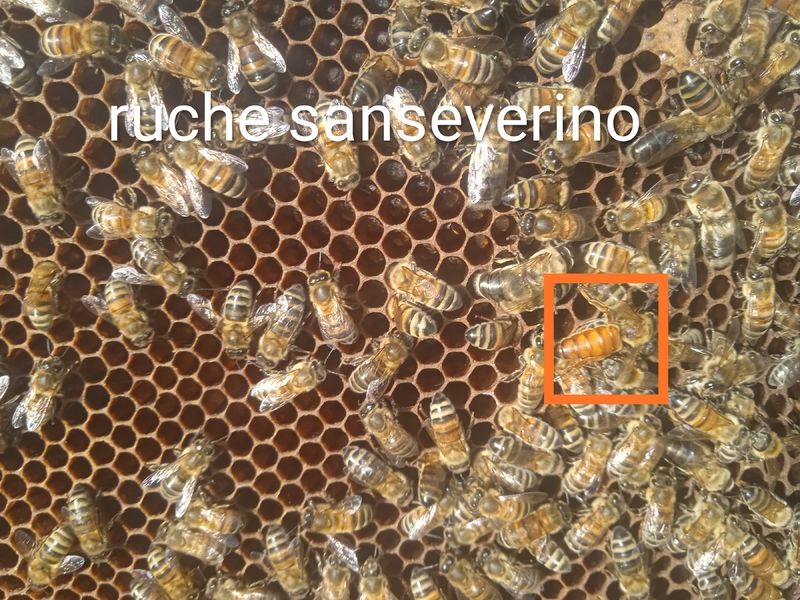 La ruche Sanseverino