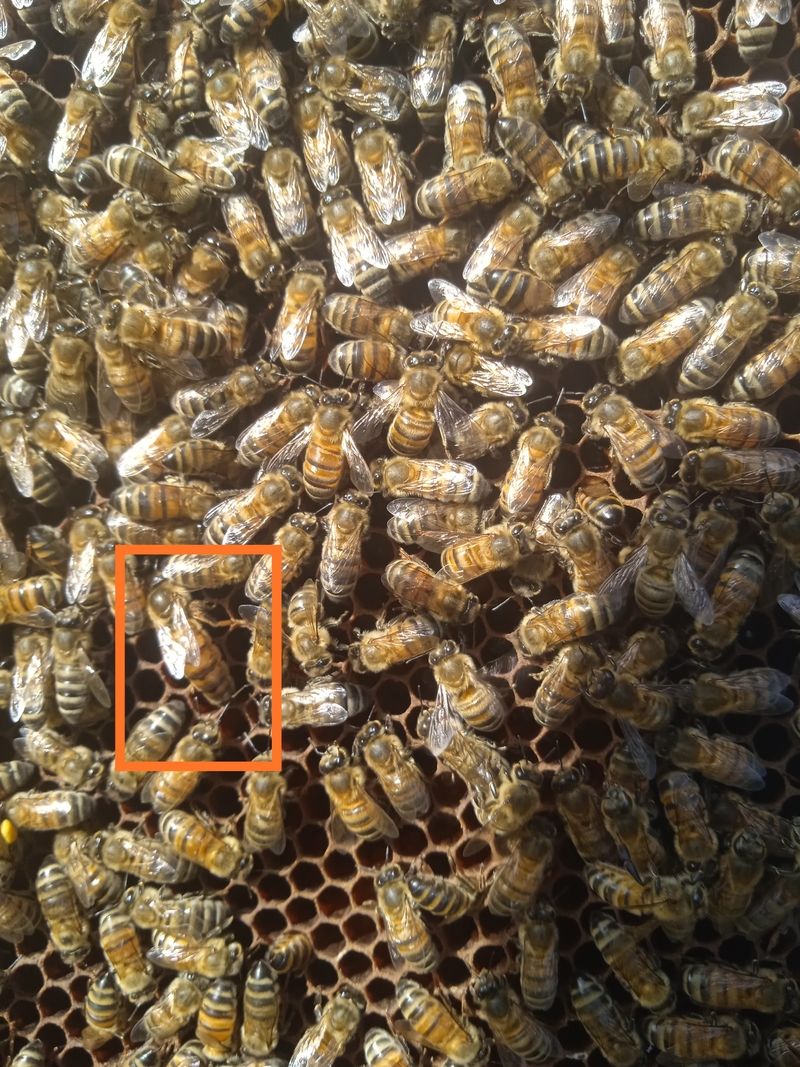 La ruche Sanseverino