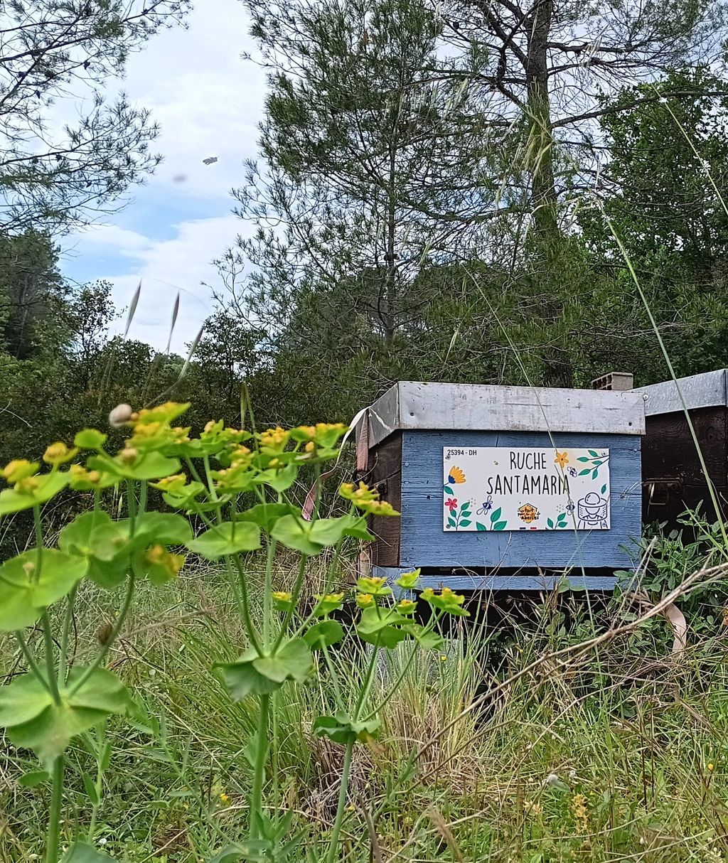 La ruche Santamaria