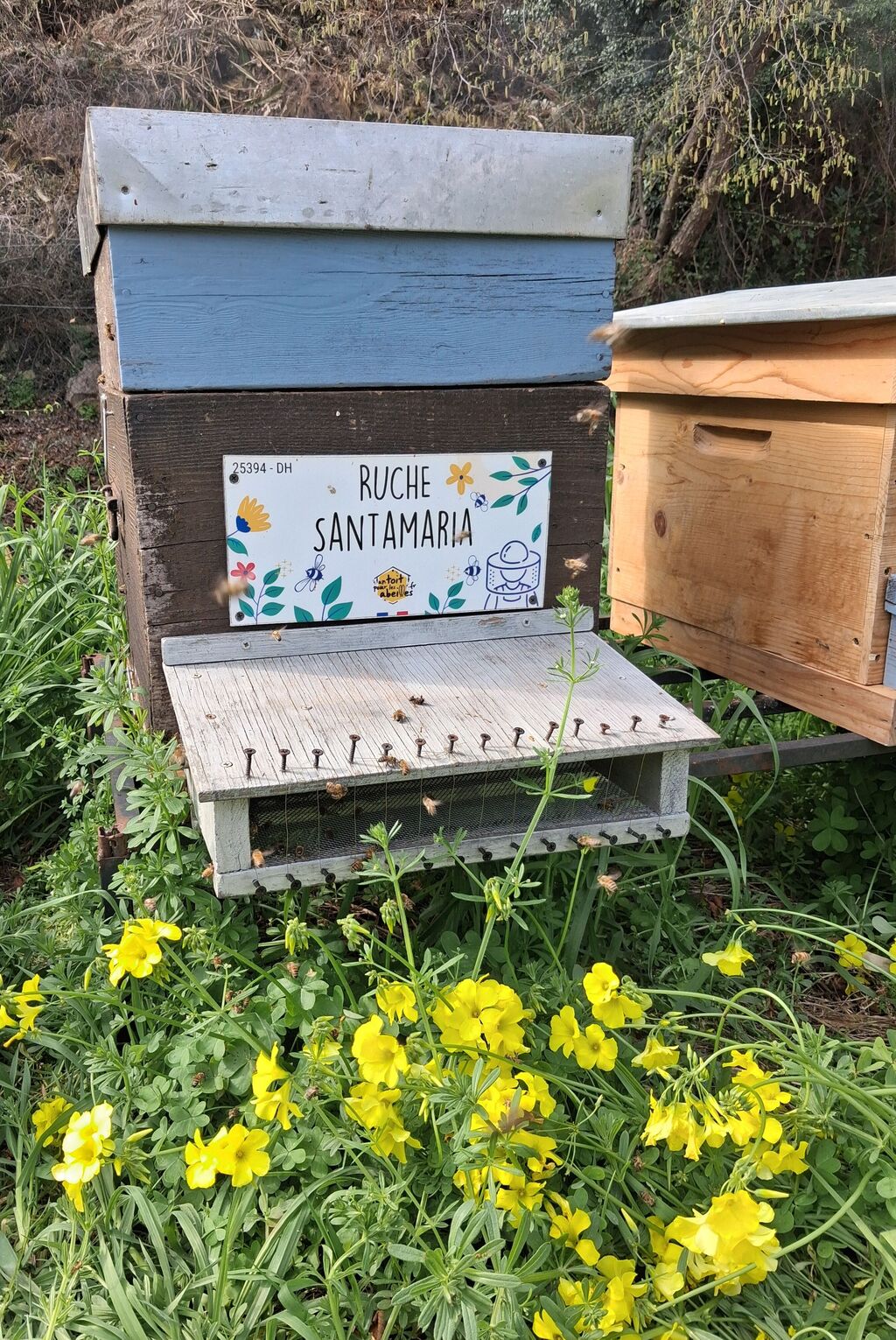 La ruche Santamaria
