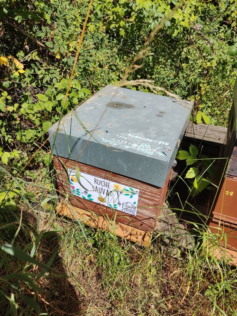 La ruche Sauvat