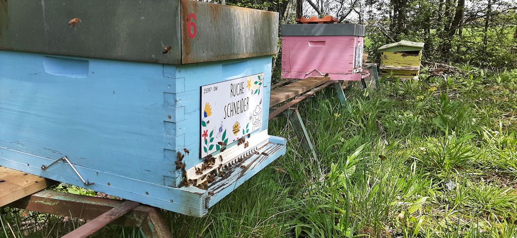 La ruche Schneider