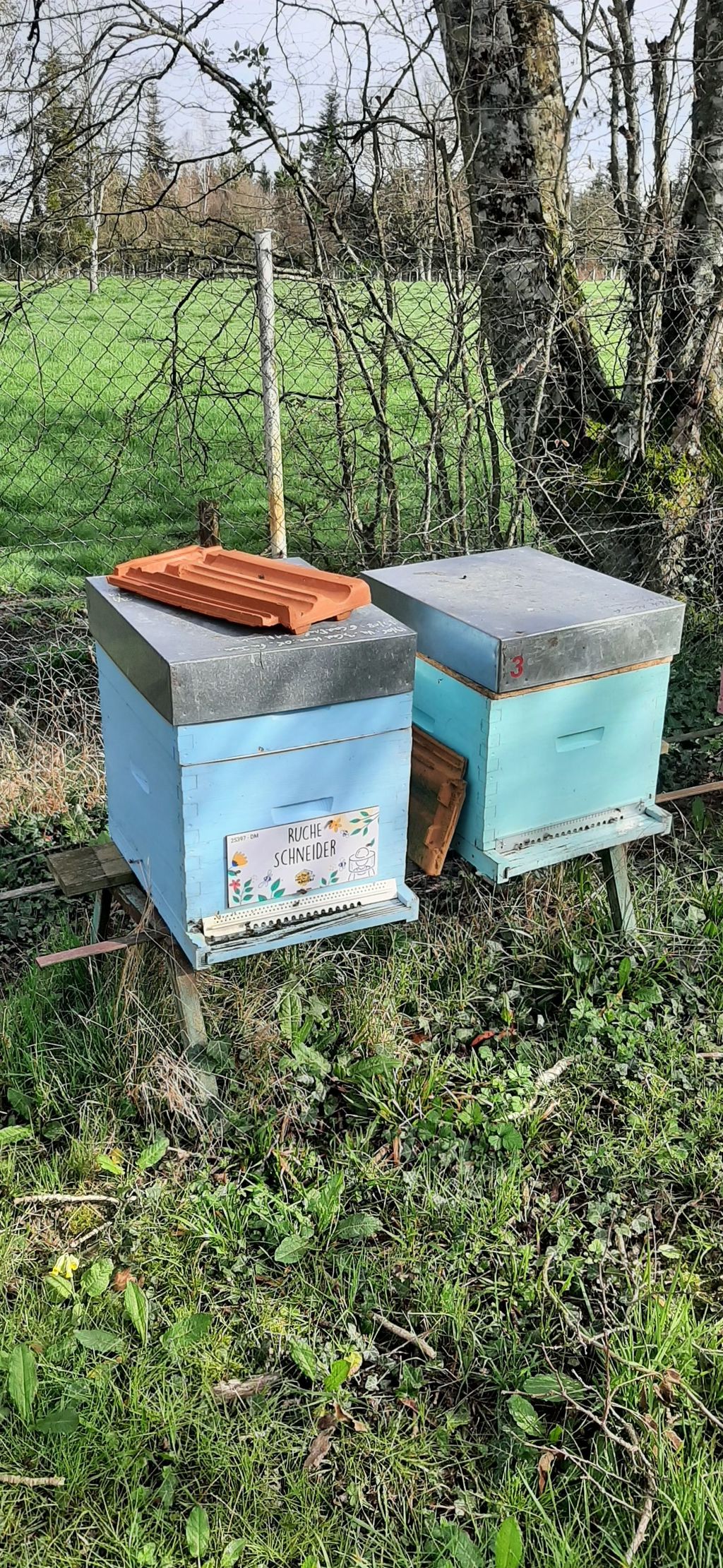 La ruche Schneider