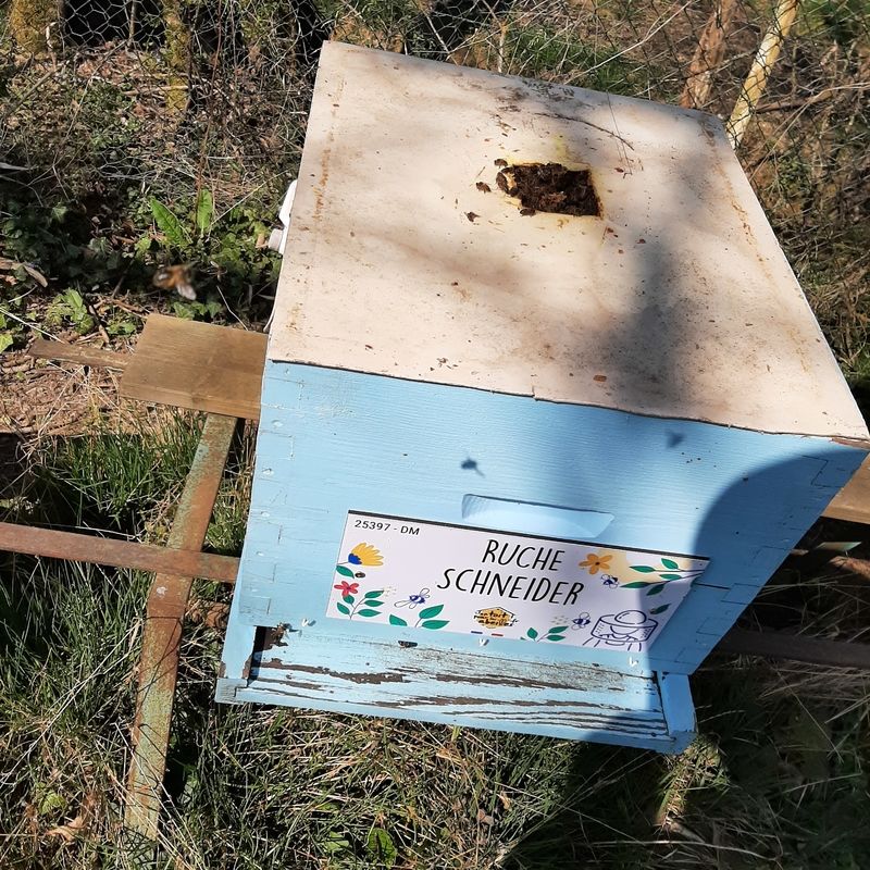 La ruche Schneider