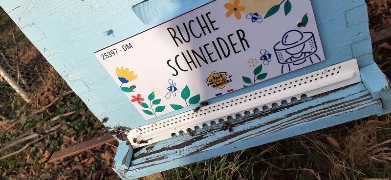 La ruche Schneider