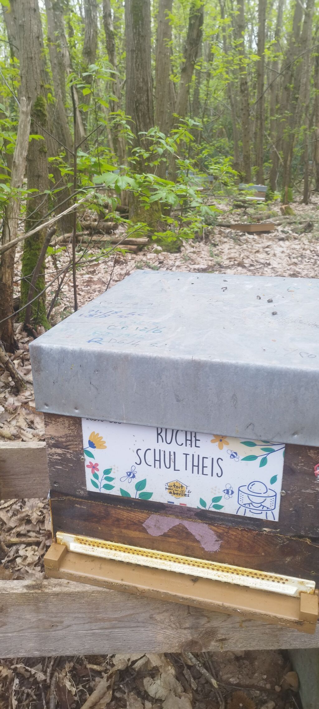 La ruche Schultheis