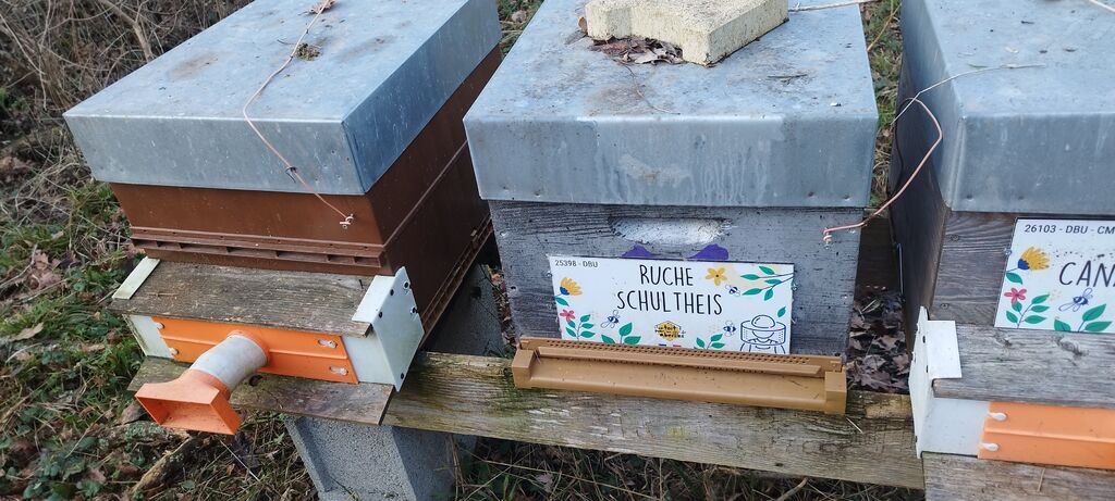 La ruche Schultheis