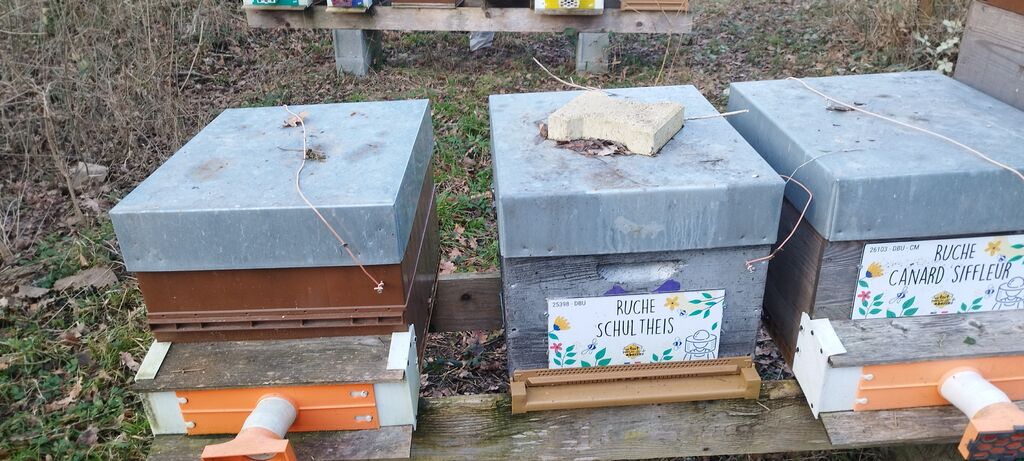 La ruche Schultheis