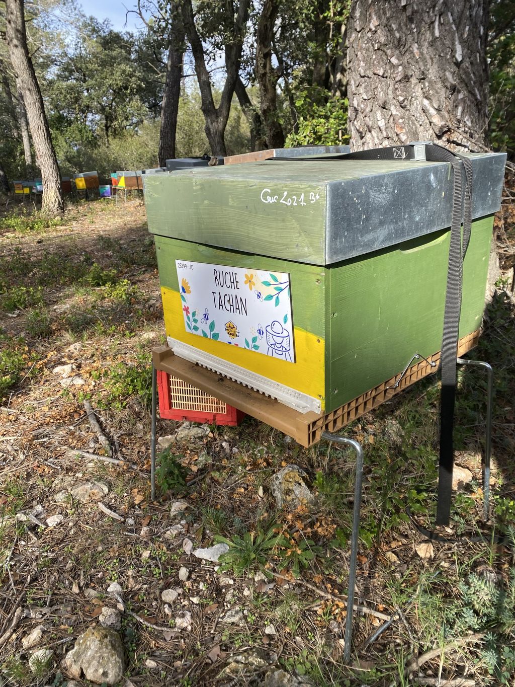 La ruche Tachan
