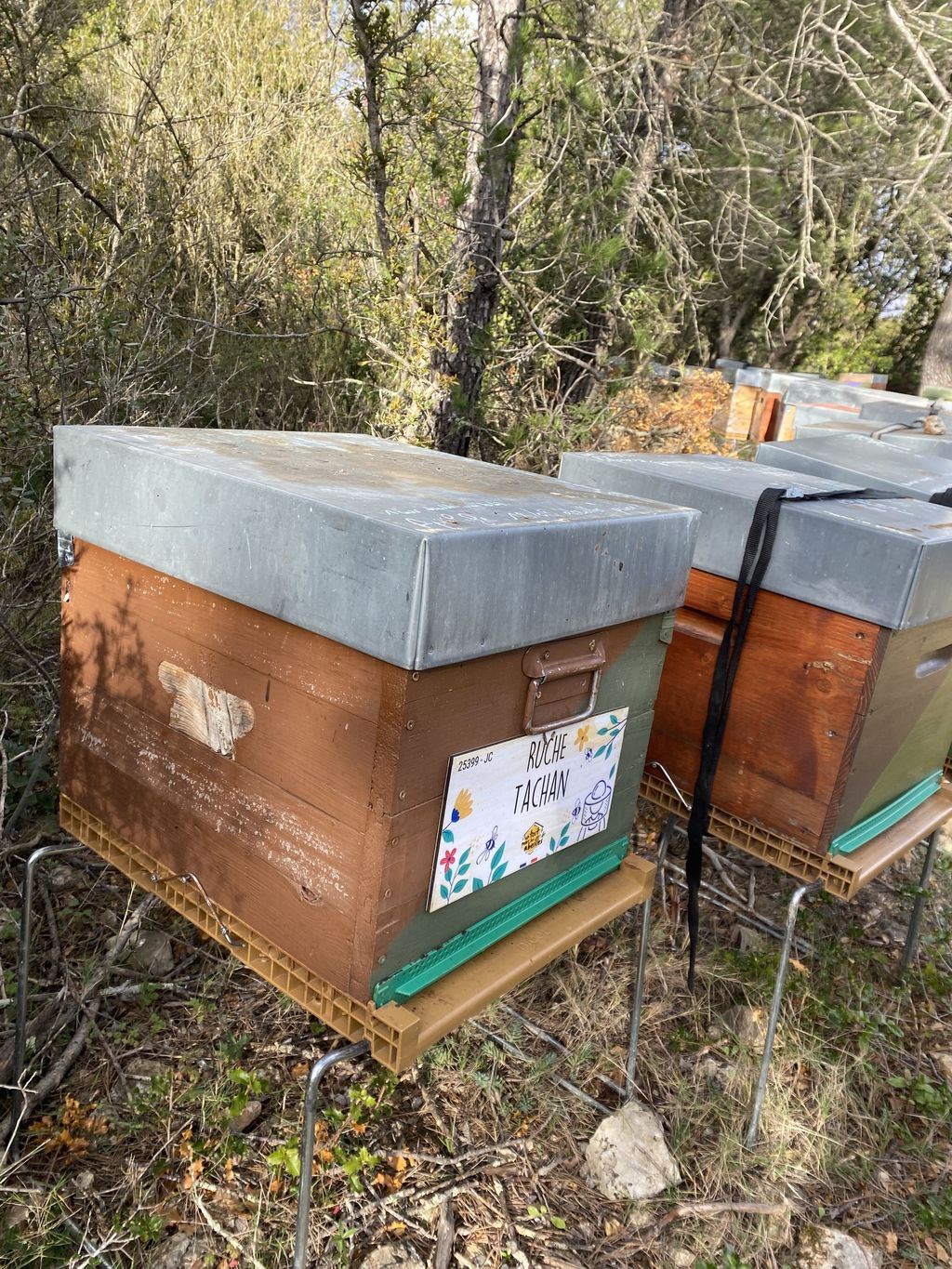 La ruche Tachan