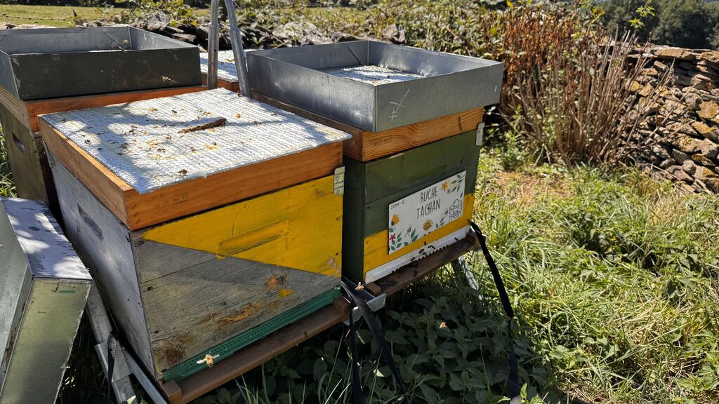La ruche Tachan