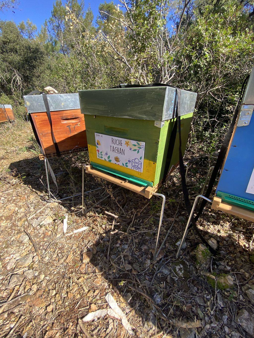 La ruche Tachan