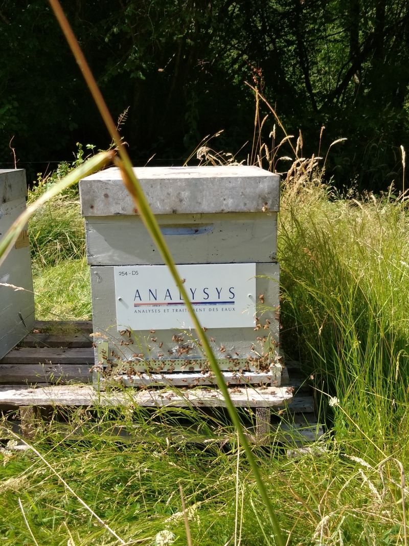 La ruche ANALYSYS SAS