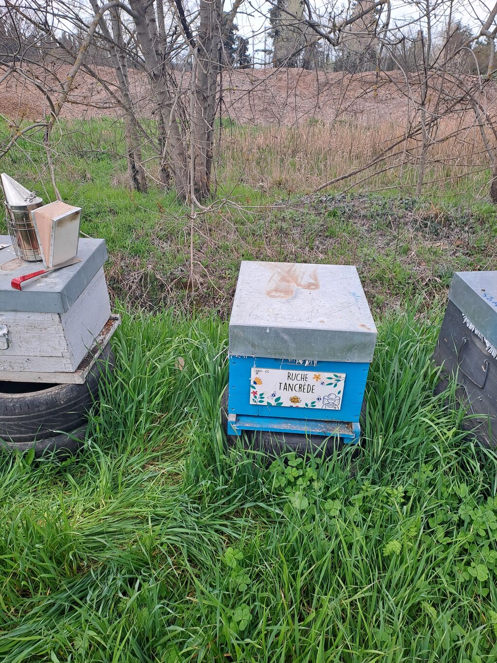 La ruche Tancrède
