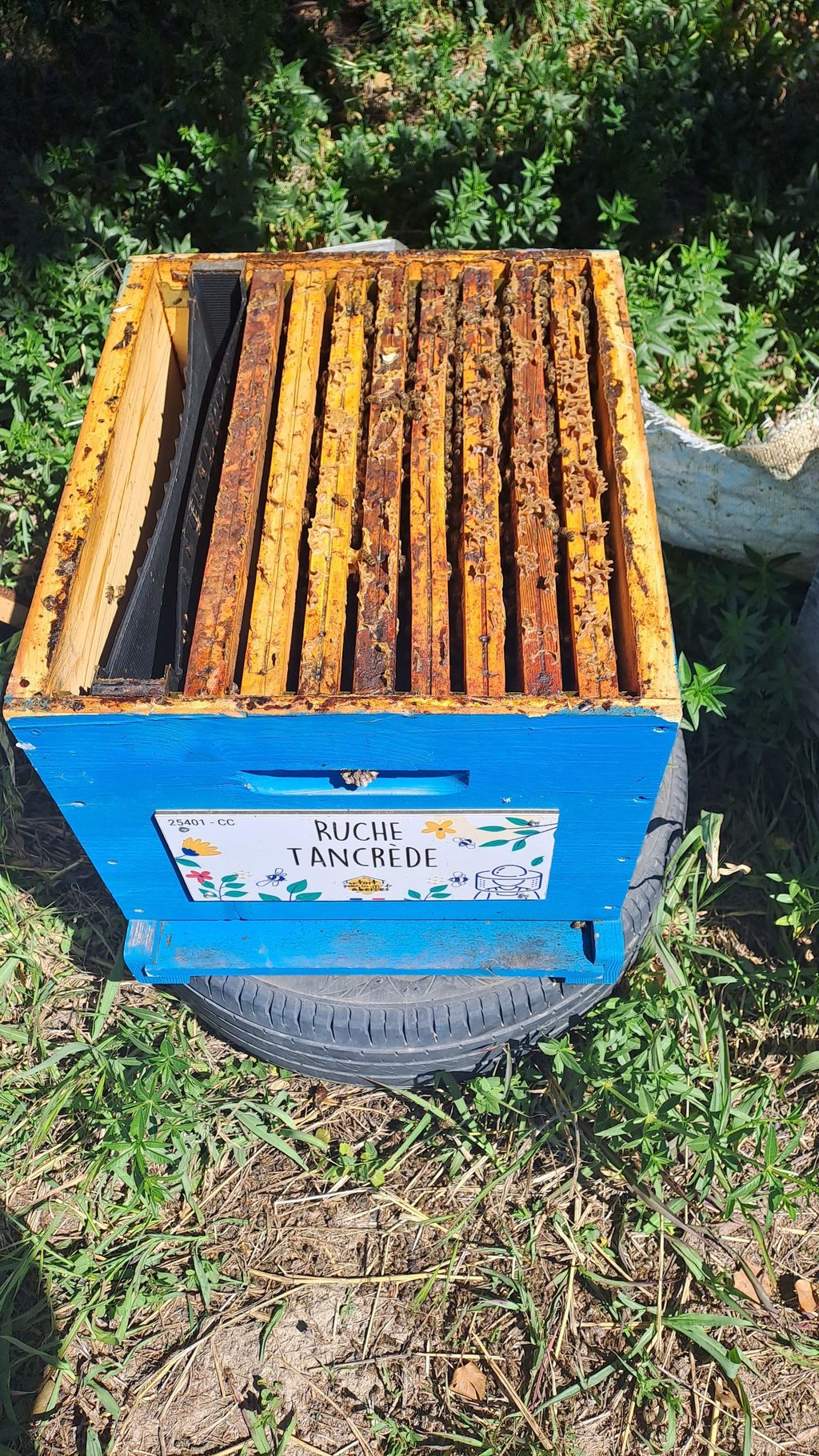 La ruche Tancrède