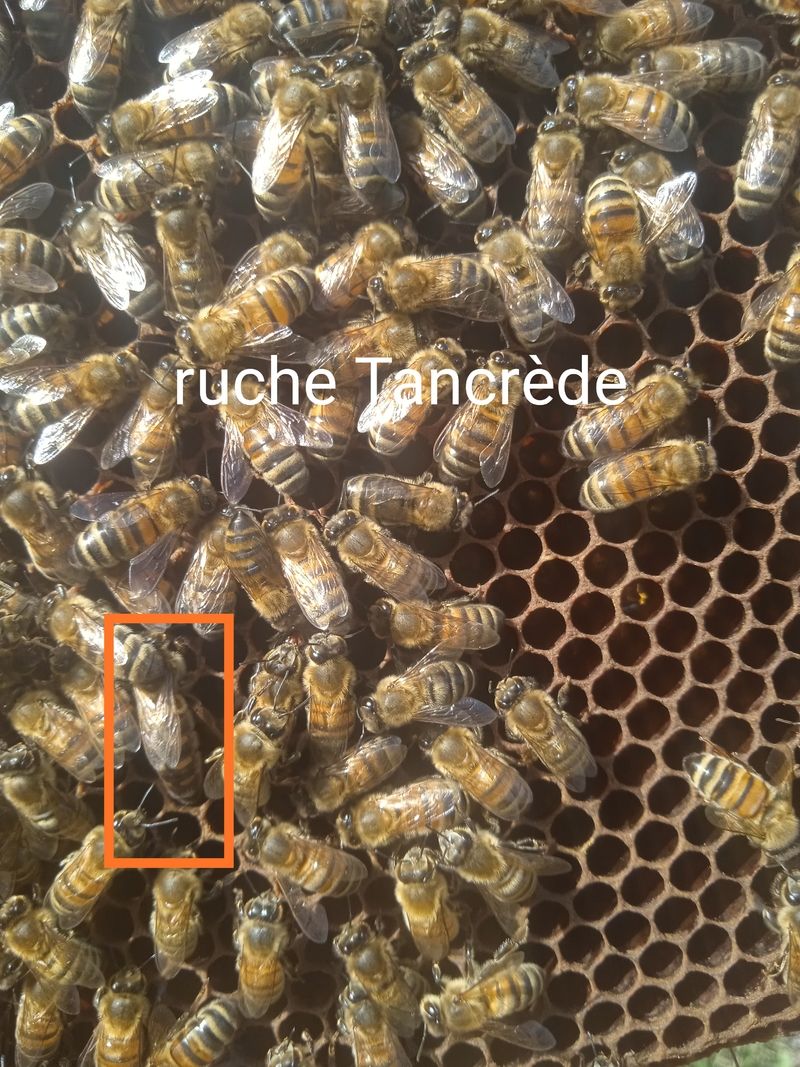 La ruche Tancrède