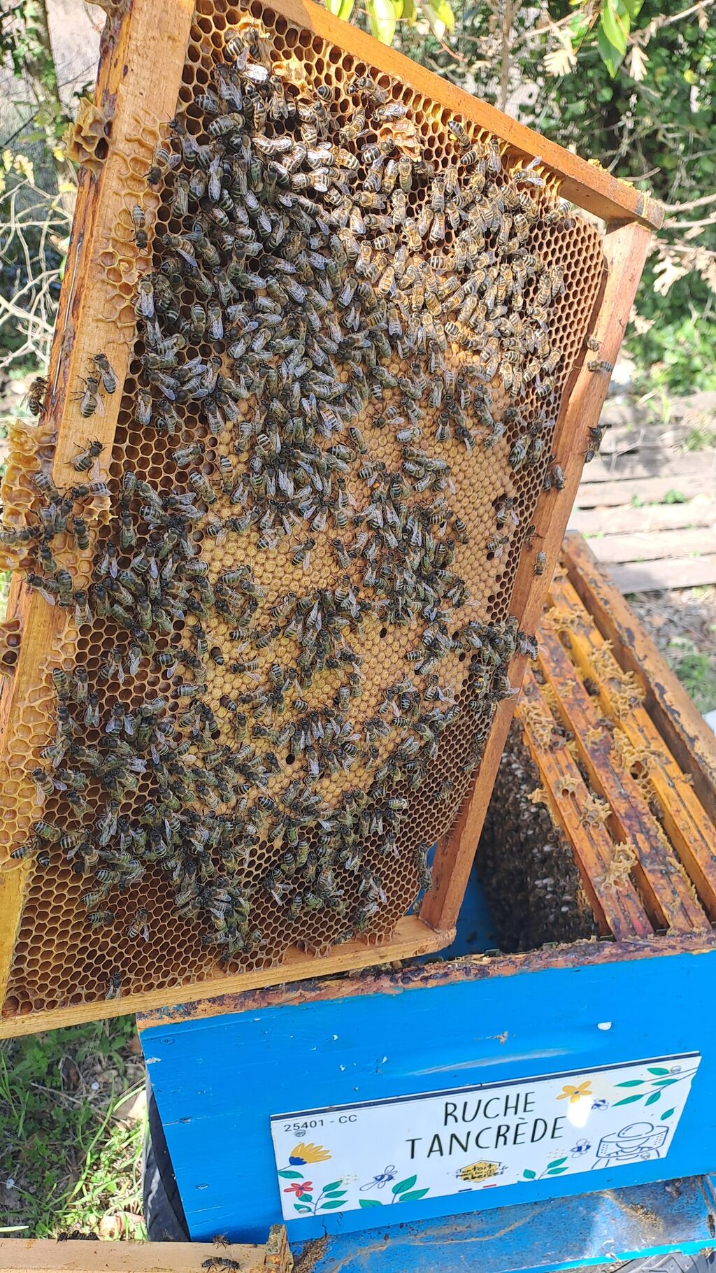 La ruche Tancrède