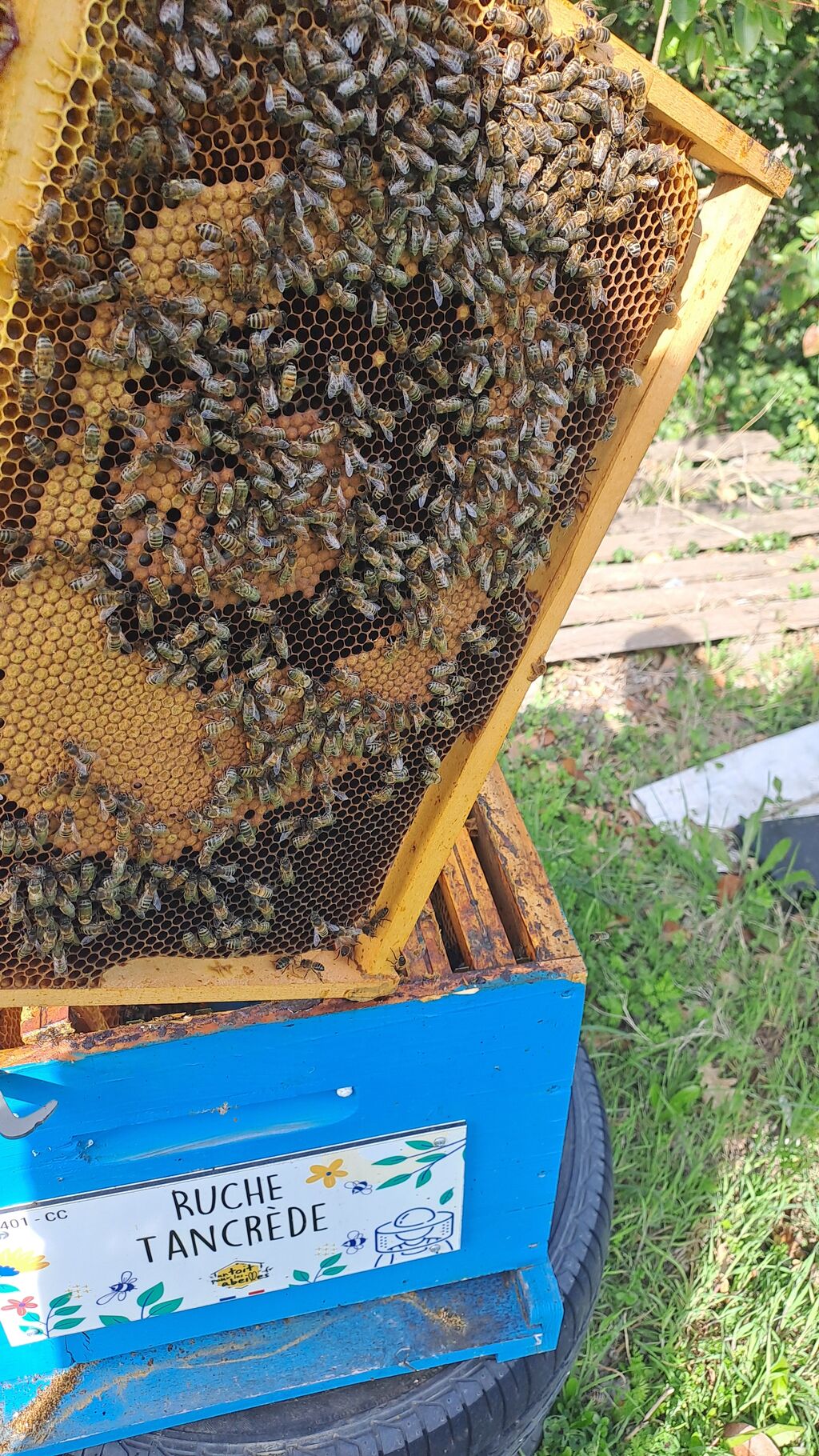 La ruche Tancrède