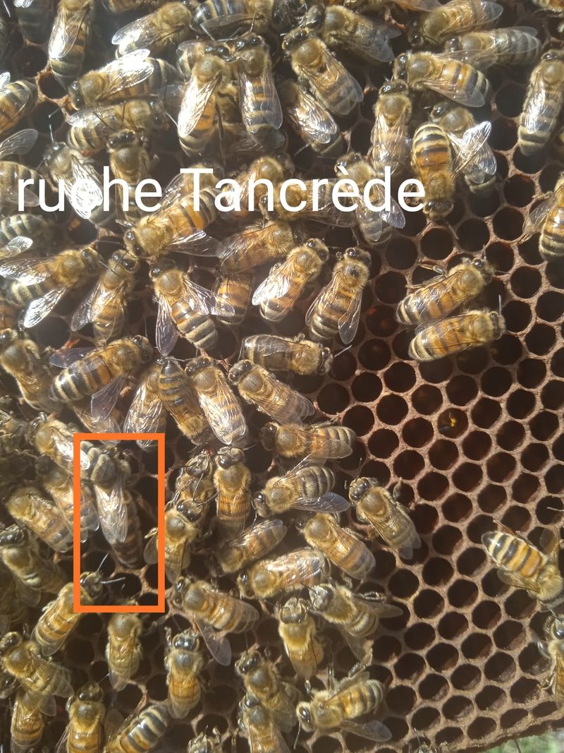 La ruche Tancrède