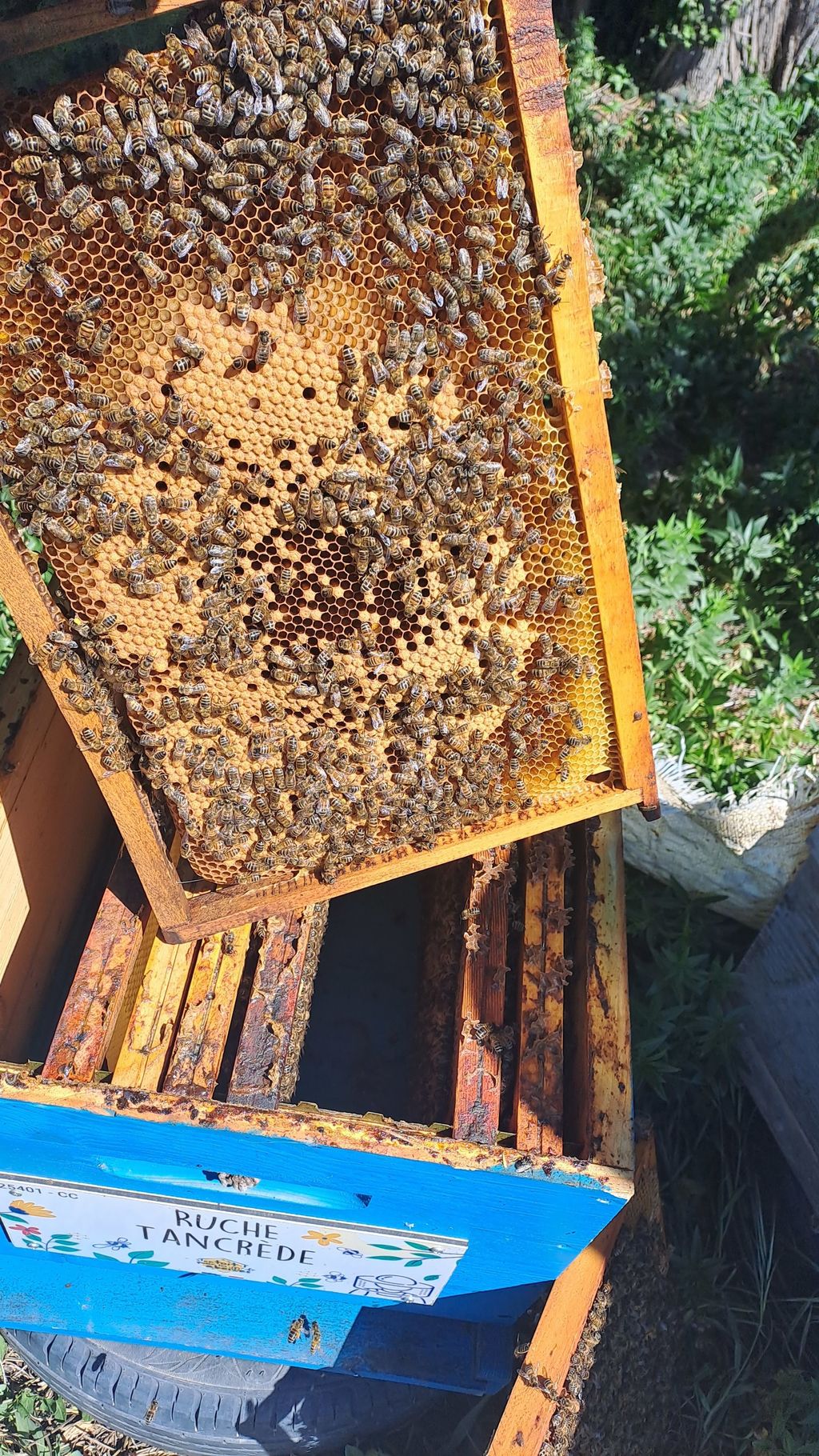 La ruche Tancrède