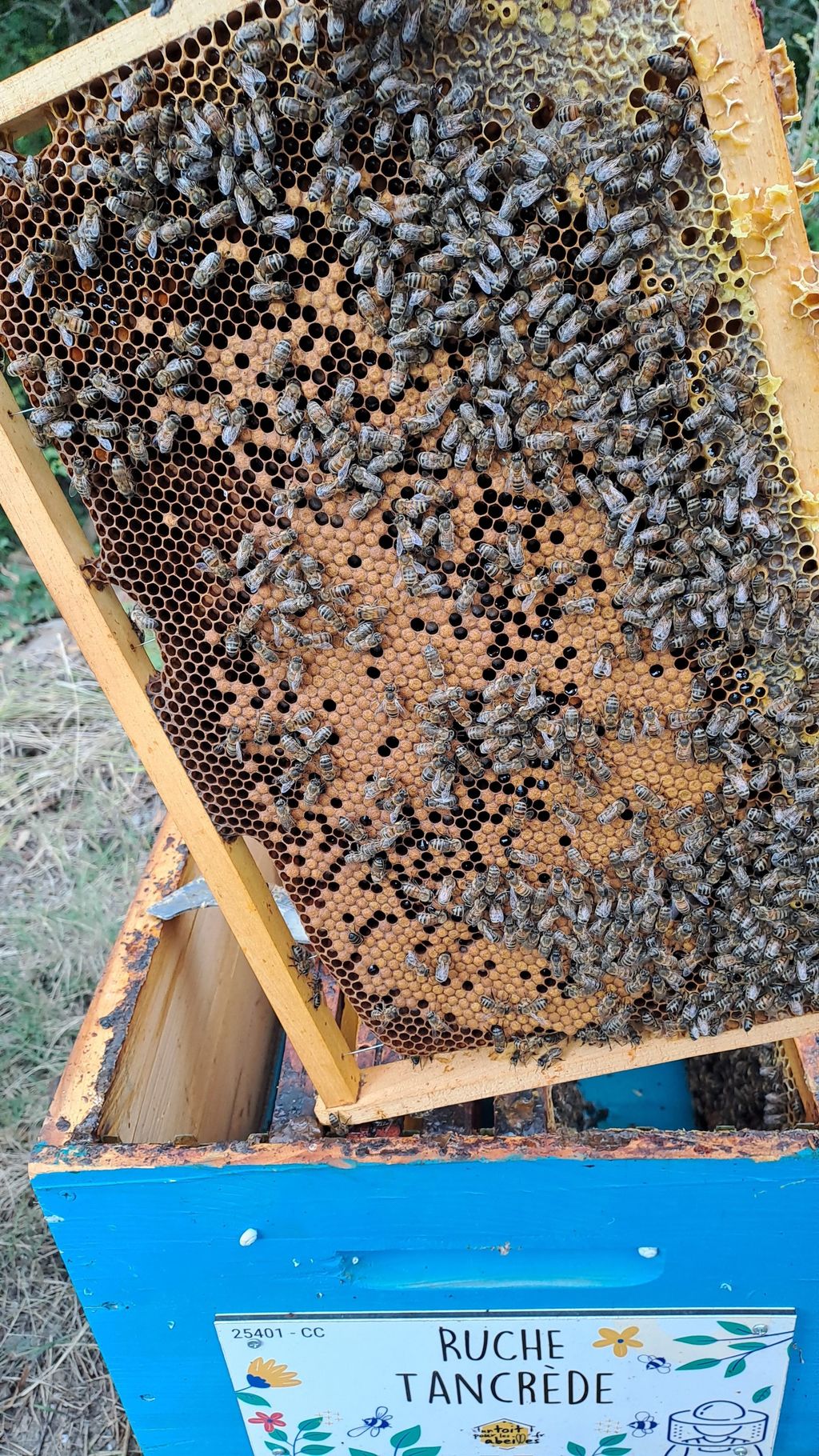 La ruche Tancrède