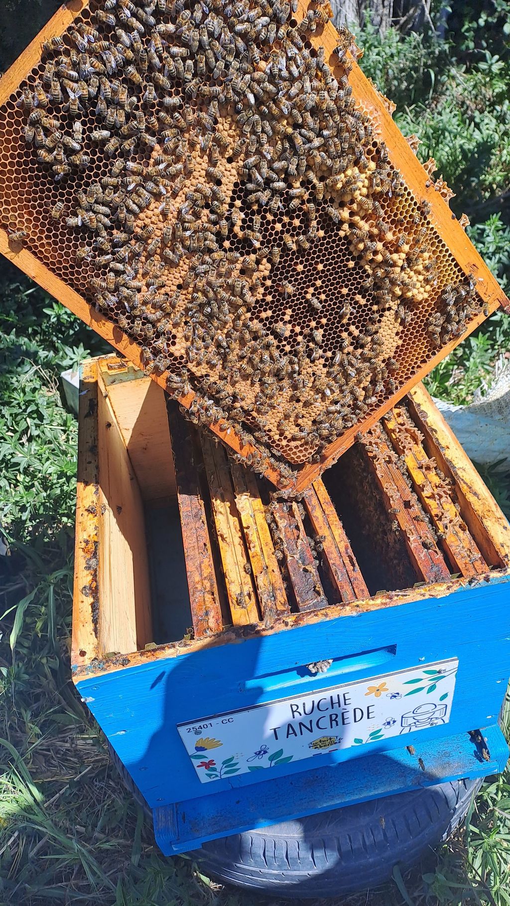 La ruche Tancrède