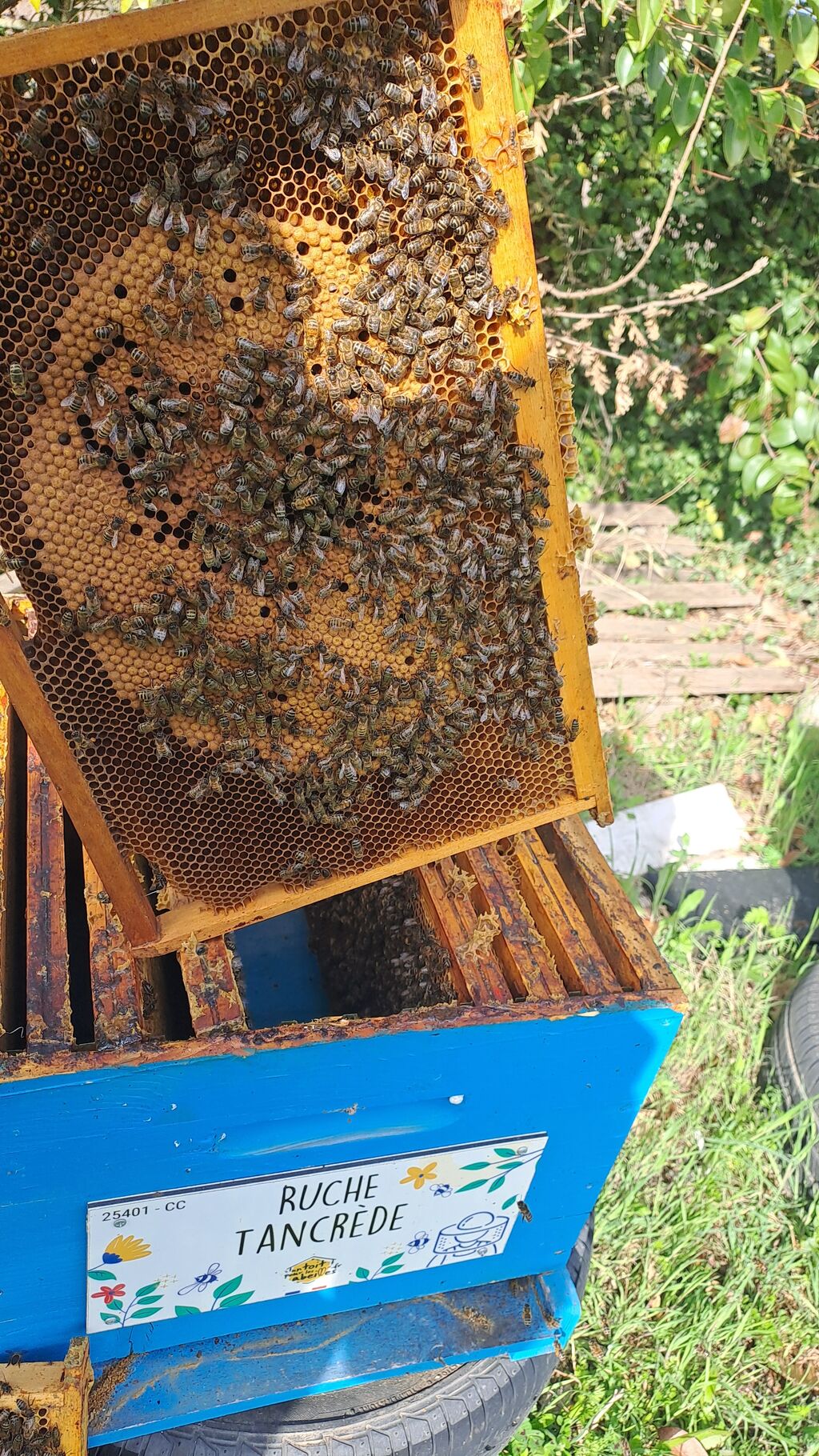 La ruche Tancrède