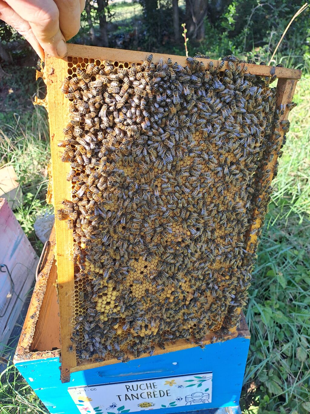La ruche Tancrède