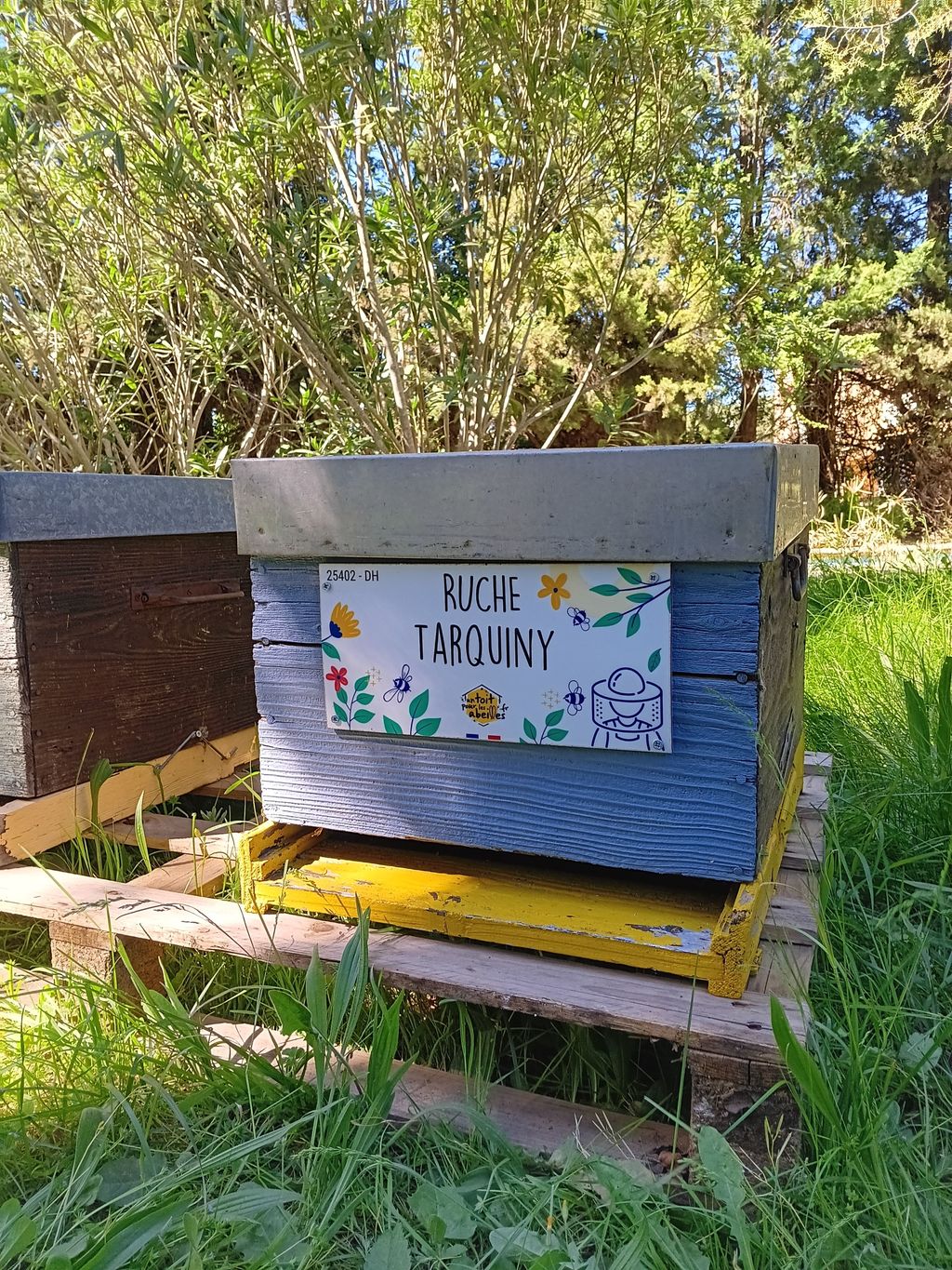 La ruche Tarquiny