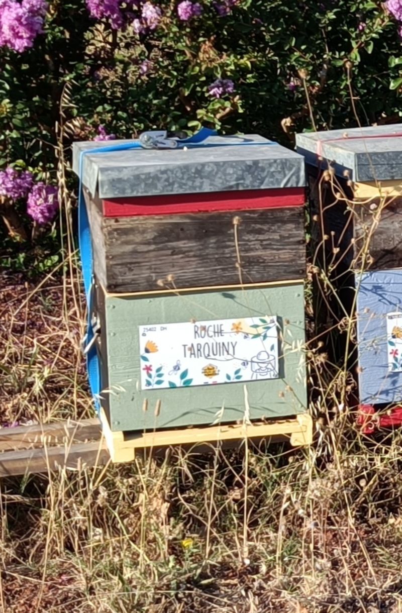 La ruche Tarquiny