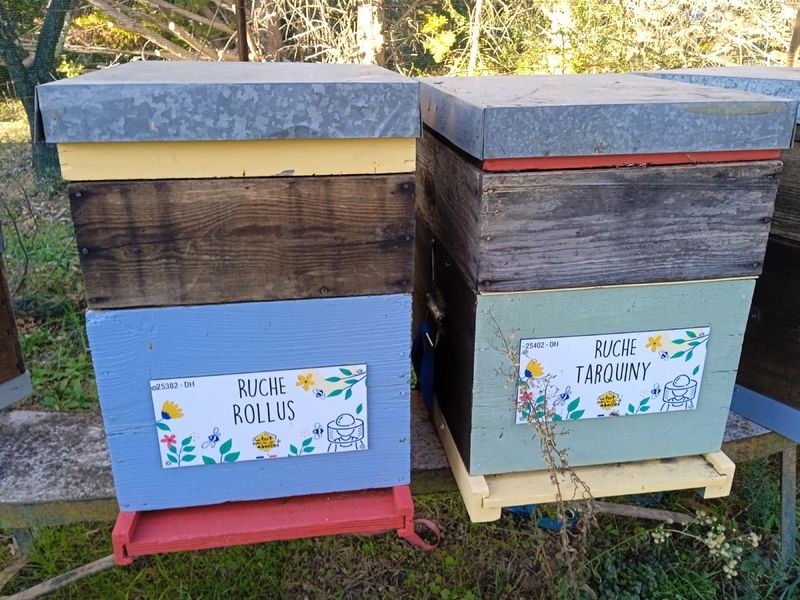 La ruche Tarquiny