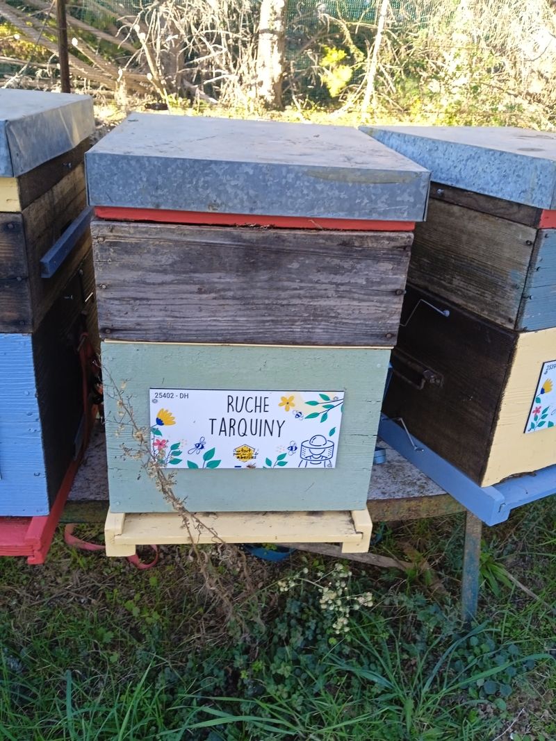 La ruche Tarquiny