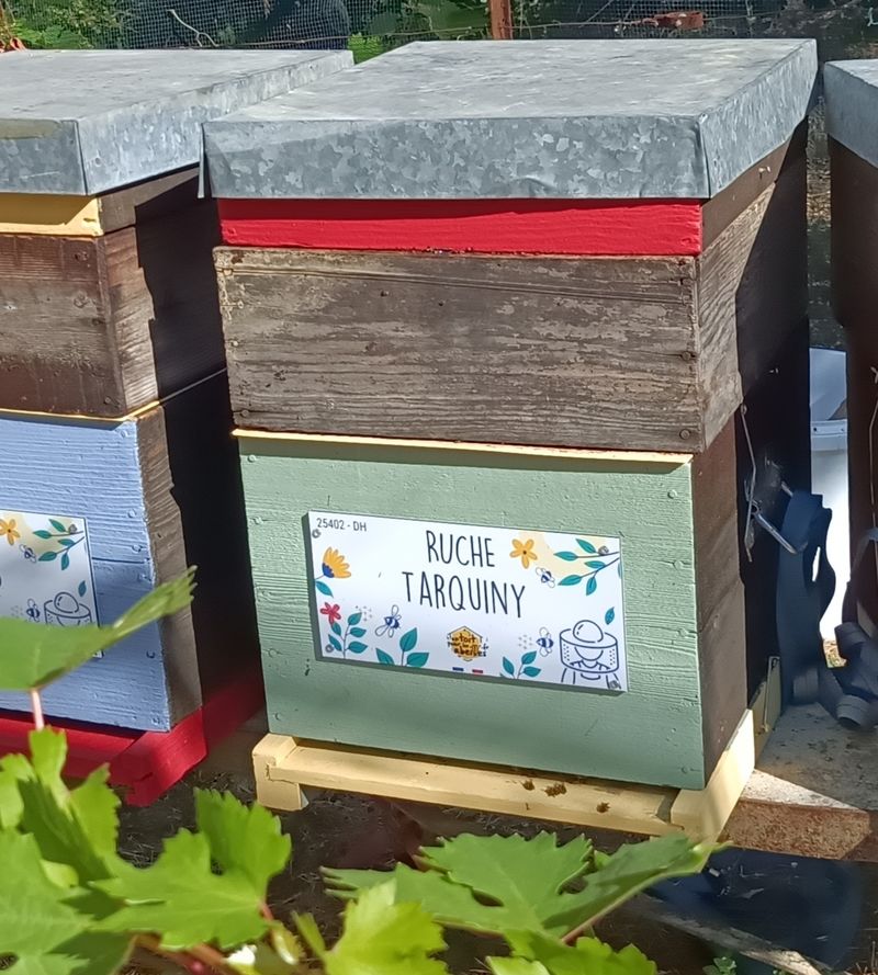 La ruche Tarquiny