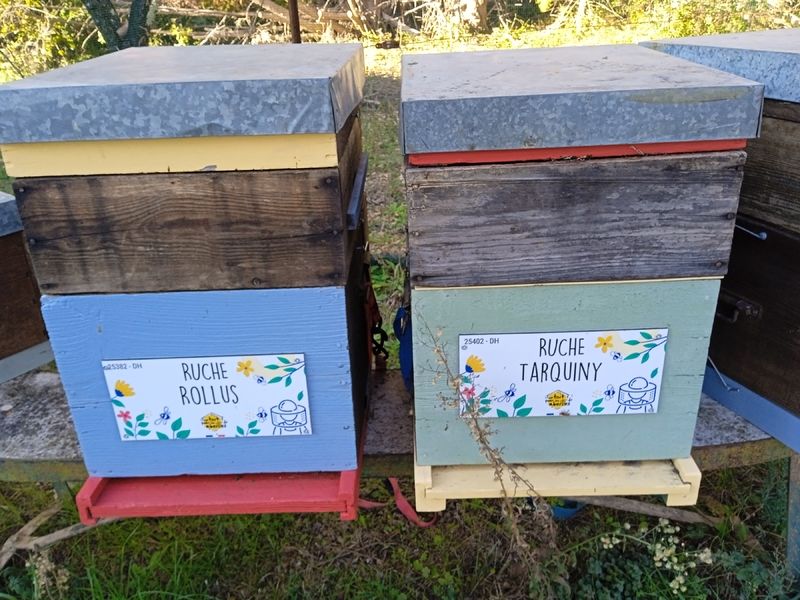 La ruche Tarquiny
