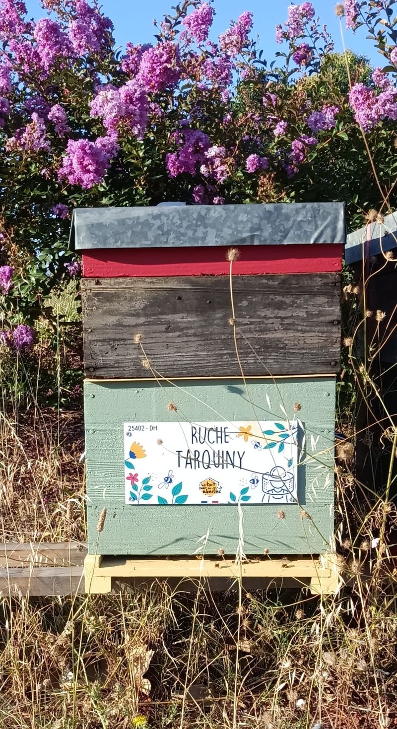 La ruche Tarquiny