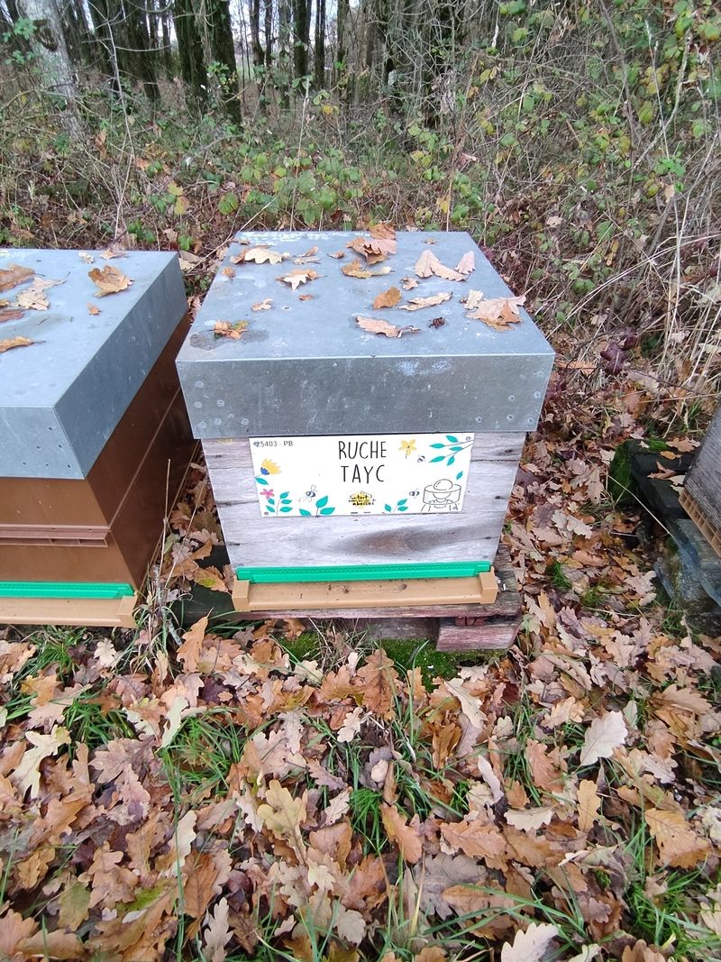 La ruche Tayc
