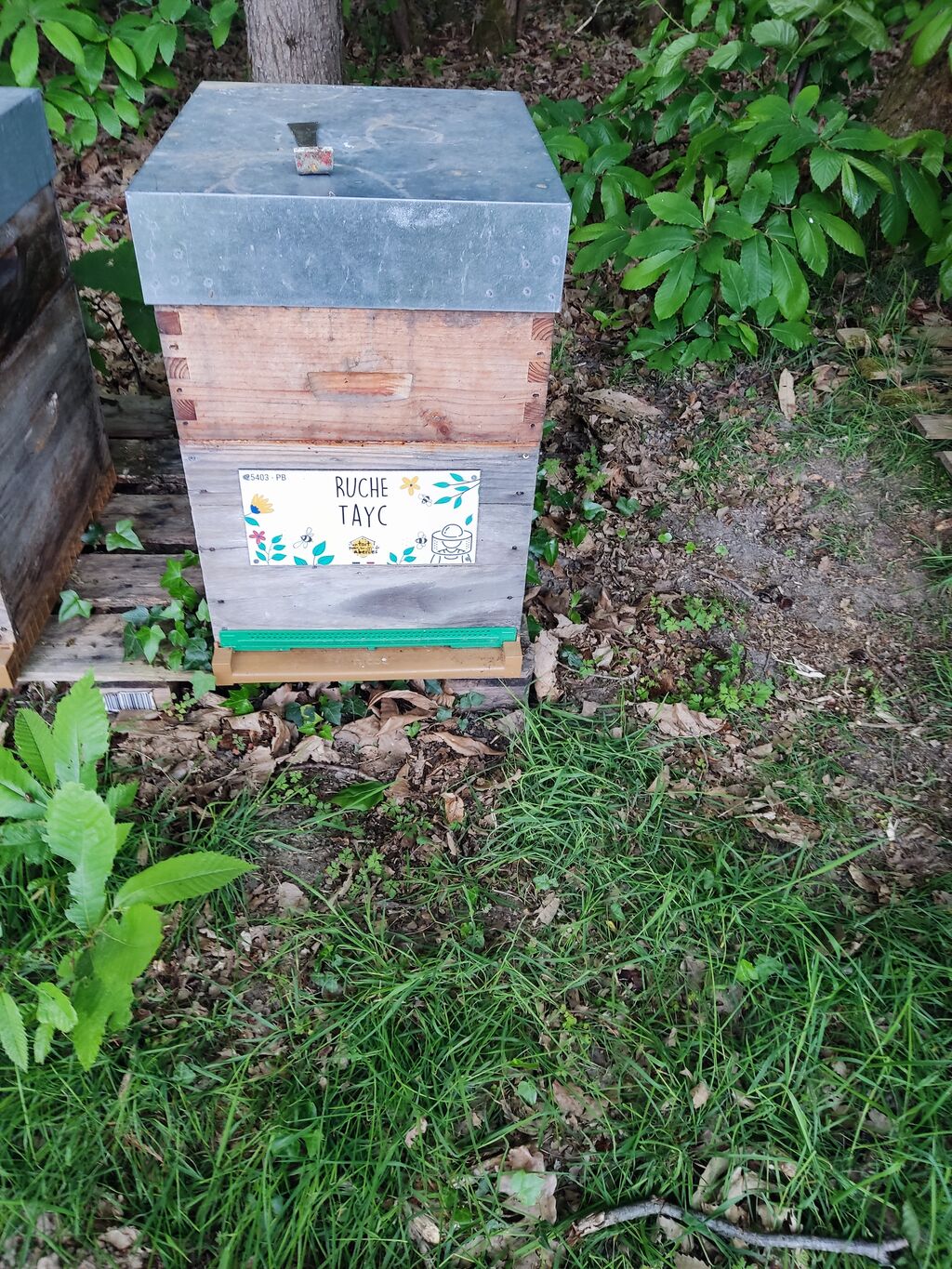 La ruche Tayc