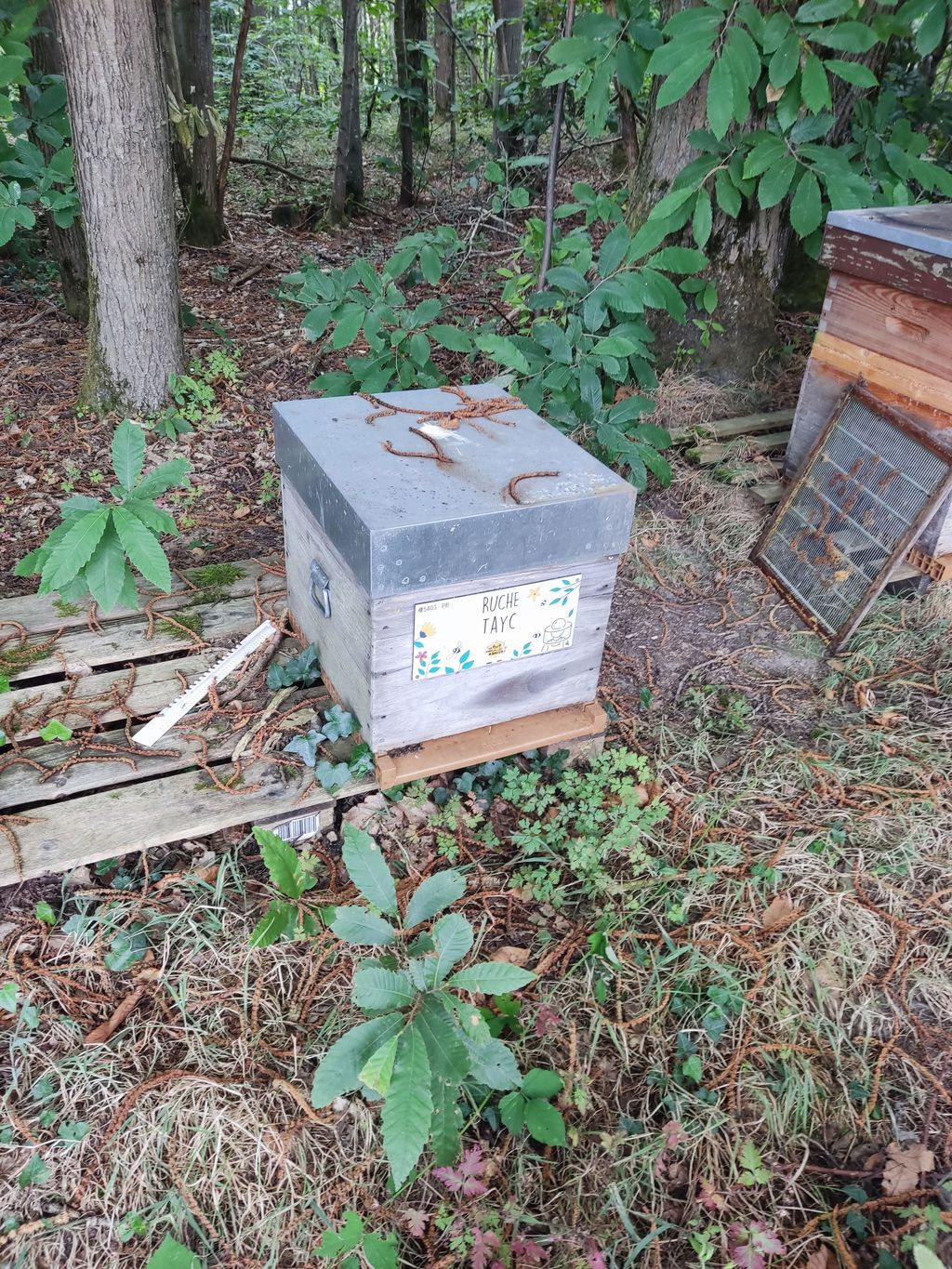 La ruche Tayc