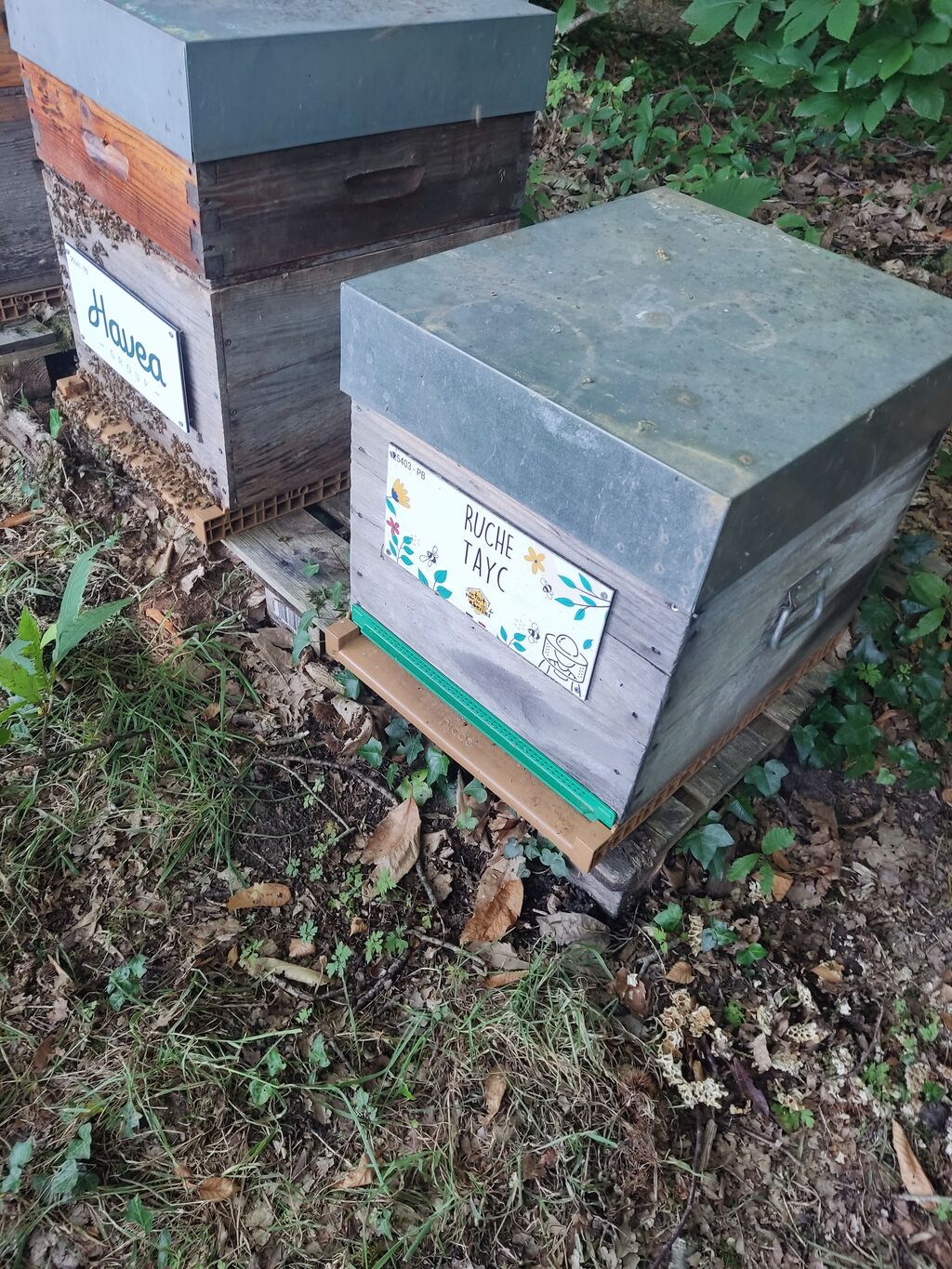 La ruche Tayc
