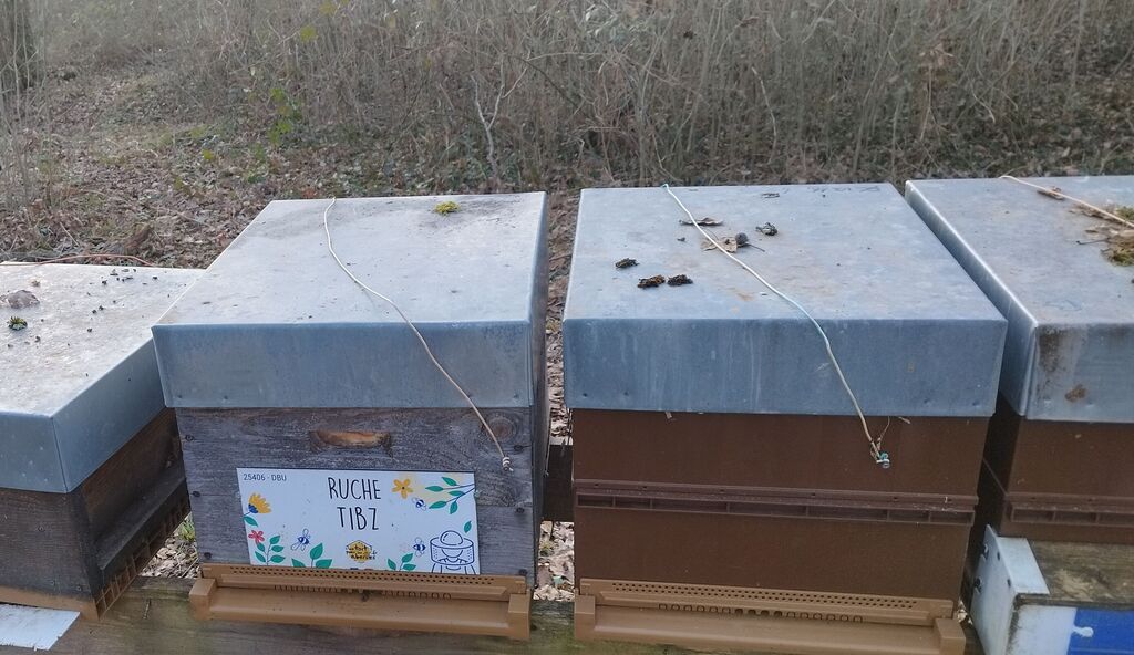 La ruche Tibz