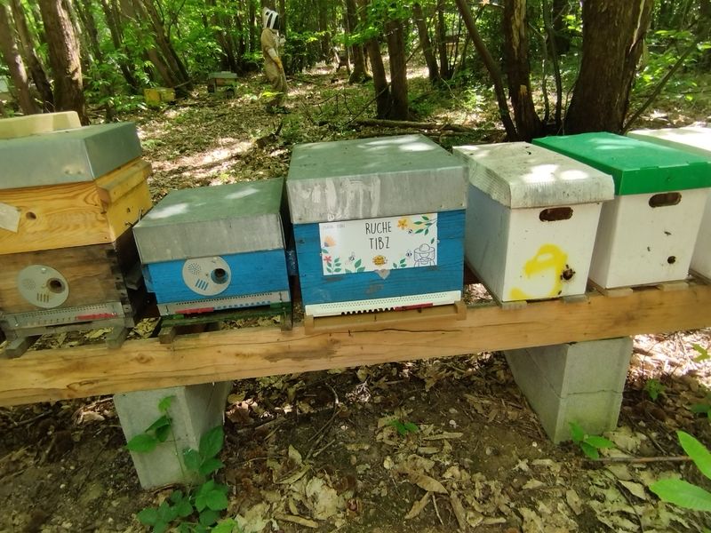 La ruche Tibz