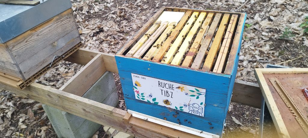 La ruche Tibz