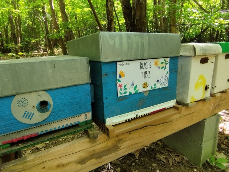 La ruche Tibz