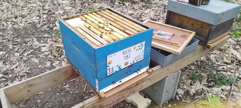 La ruche Tibz
