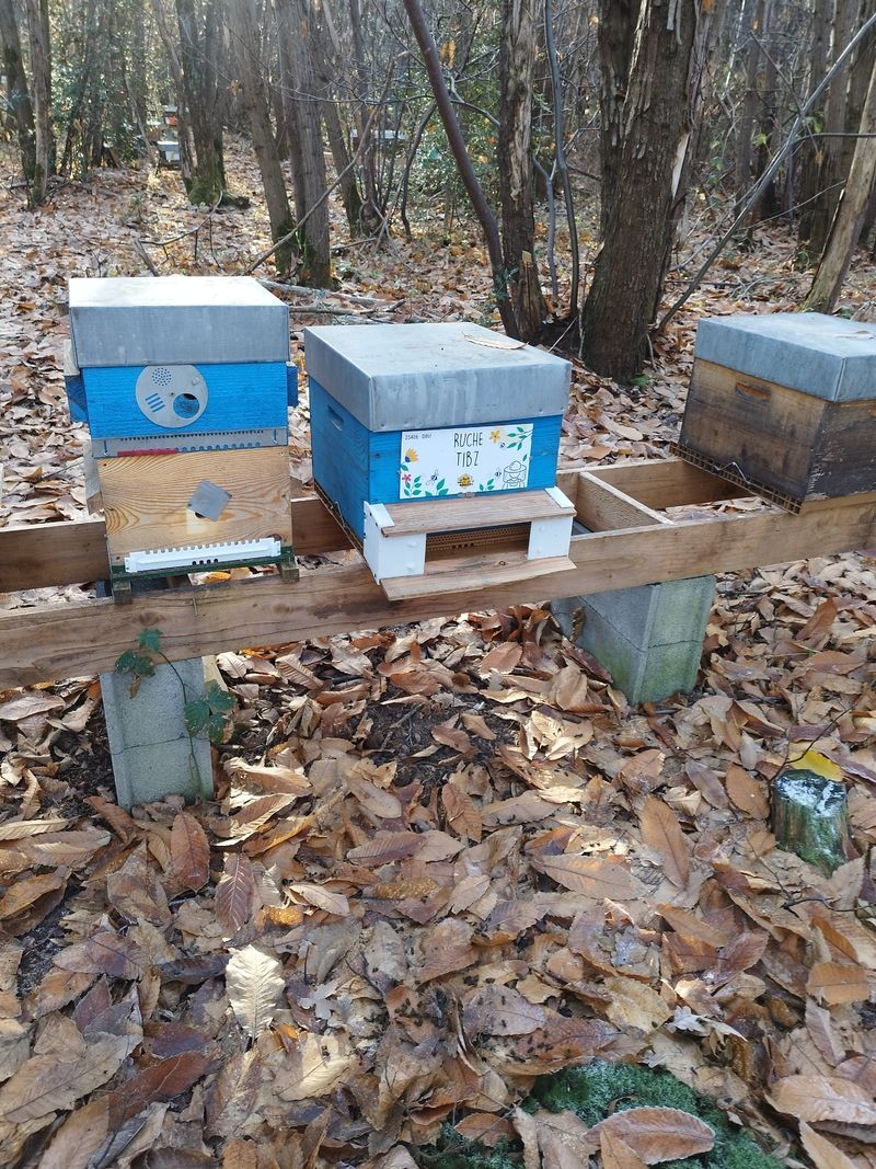 La ruche Tibz