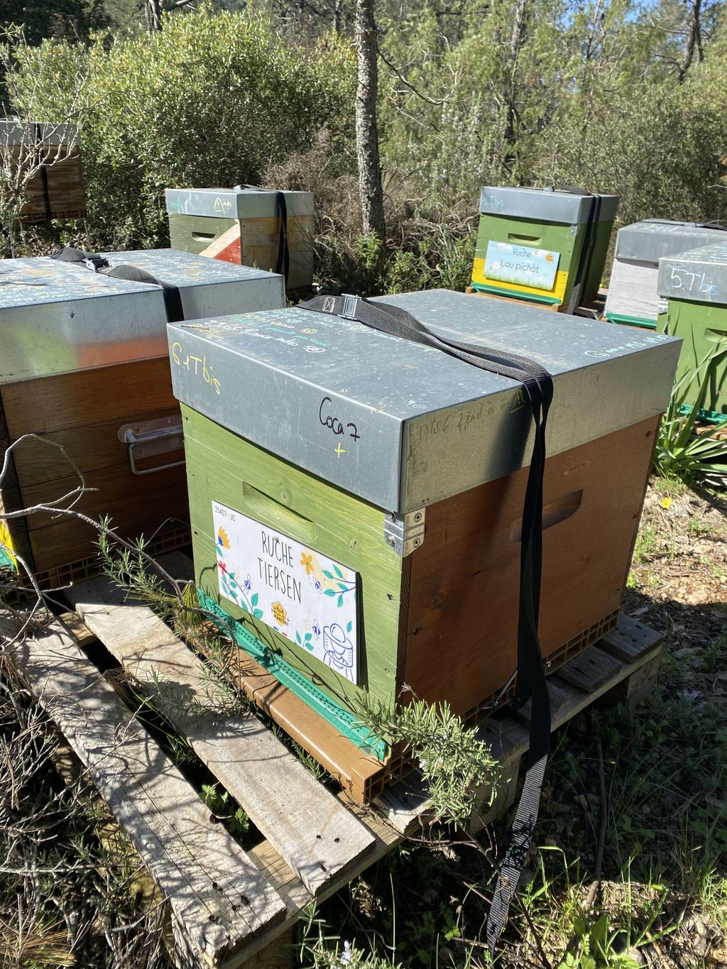 La ruche Tiersen