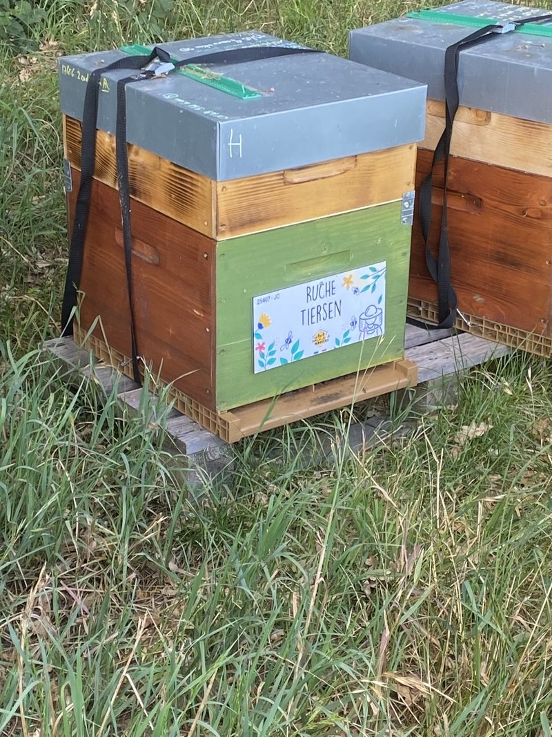La ruche Tiersen