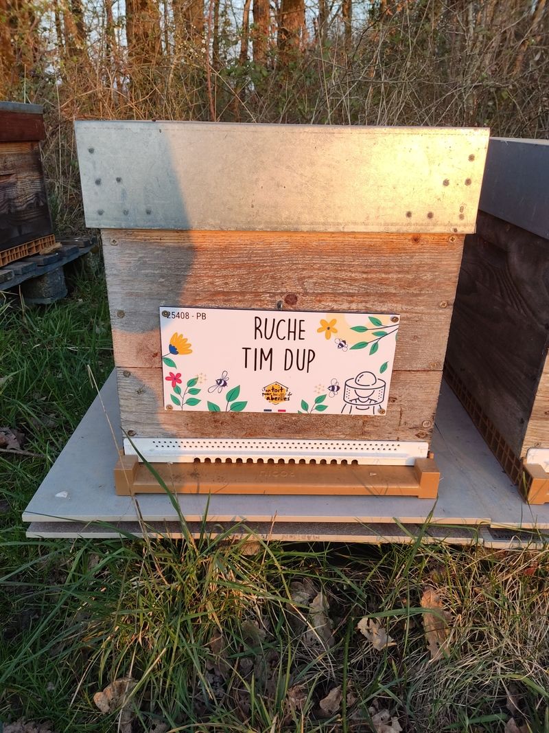 La ruche Tim Dup